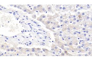 Detection of LTF in Canine Liver Tissue using Polyclonal Antibody to Lactoferrin (LTF) (Lactoferrin antibody  (AA 28-351))