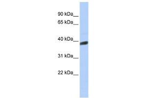 WB Suggested Anti-INSIG1 Antibody Titration:  0. (INSIG1 antibody  (Middle Region))