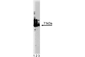 Western blot analysis of EFP on a human endothelial cell lysate. (TRIM25 antibody  (AA 32-210))