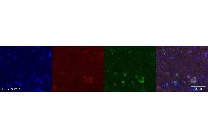 Immunohistochemistry (IHC) image for anti-Neuromedin U (NMU) antibody (ABIN7456027) (Neuromedin U antibody)