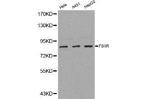 Western blot analysis of extracts of various cell lines, using FSHR antibody.