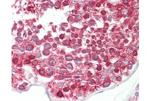 Anti-DND1 antibody IHC staining of human testis. (DND1 antibody  (C-Term))