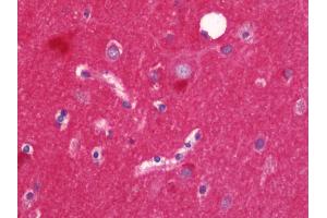 Anti-Alpha SNAP antibody IHC staining of human brain, cortex. (NAPA antibody  (AA 78-295))