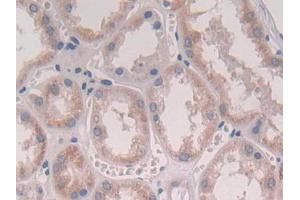 DAB staining on IHC-P; Samples: Human Kidney Tissue (IFNA2 antibody  (AA 24-188))