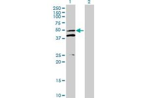 Western Blot analysis of MRPS5 expression in transfected 293T cell line by MRPS5 MaxPab polyclonal antibody.