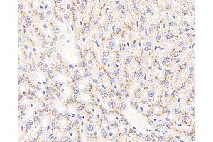 Immunohistochemistry analysis of paraffin-embedded mouse liver using CD107b Polyclonal Antibody at dilution of 1:400. (LAMP2 antibody)