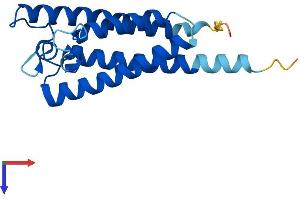 AlphaFold protein structure predicition of Human Recombinant VKORC1L1 Protein, UniprotID Q8N0U8 (VKORC1L1 Protein (AA 1-176) (His tag))