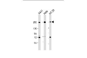 All lanes : Anti-MYH9 Antibody (C-term) at 1:2000 dilution Lane 1: A431 whole cell lysate Lane 2: Hela whole cell lysate Lane 3: HT-29 whole cell lysate Lysates/proteins at 20 μg per lane. (Myosin 9 antibody  (C-Term))
