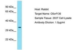Image no. 1 for anti-Chromosome 6 Open Reading Frame 136 (C6ORF136) (AA 116-165) antibody (ABIN6750777) (C6ORF136 antibody  (AA 116-165))