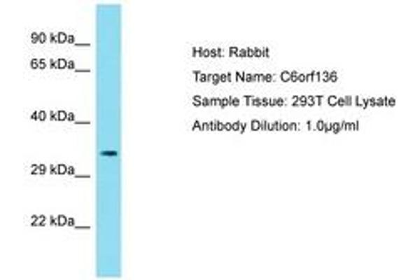 C6ORF136 antibody  (AA 116-165)