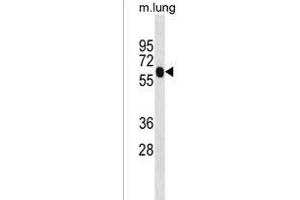 ENO4 Antibody (Center) (ABIN1538383 and ABIN2850079) western blot analysis in mouse lung tissue lysates (35 μg/lane). (ENO4 antibody  (AA 388-414))