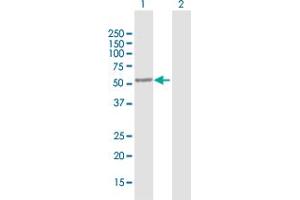 Western Blot analysis of SAG expression in transfected 293T cell line by SAG MaxPab polyclonal antibody. (SAG antibody  (AA 1-405))