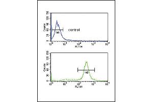 Flow cytometric analysis of MDA-MB435 cells (bottom histogram) compared to a negative control cell (top histogram). (FCGR2A antibody  (C-Term))