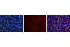 Rabbit Anti-USF1 Antibody   Formalin Fixed Paraffin Embedded Tissue: Human Lymph Node Tissue Observed Staining: Nucleus Primary Antibody Concentration: 1:100 Other Working Concentrations: N/A Secondary Antibody: Donkey anti-Rabbit-Cy3 Secondary Antibody Concentration: 1:200 Magnification: 20X Exposure Time: 0. (USF1 antibody  (N-Term))