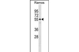 IQCB1 Antibody (Center) (ABIN1538379 and ABIN2848714) western blot analysis in Ramos cell line lysates (35 μg/lane). (IQCB1 antibody  (AA 384-411))
