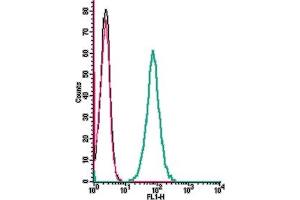 anti-Tachykinin Receptor 1 (TACR1) (AA 180-194), (Extracellular) antibody