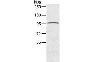 Western Blot analysis of A549 cell using CIZ1 Polyclonal Antibody at dilution of 1:200