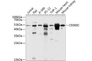 Western blot analysis of extracts of various cell lines, using CD300C antibody (ABIN6130071, ABIN6138161, ABIN6138162 and ABIN6214666) at 1:1000 dilution. (CD300c antibody  (AA 21-183))