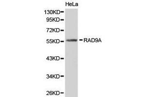 Western Blotting (WB) image for anti-RAD9 Homolog A (S. Pombe) (RAD9A) antibody (ABIN1874534) (RAD9A antibody)
