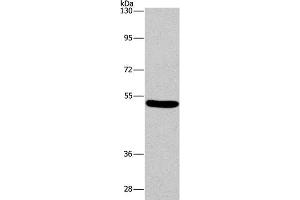 Western Blot analysis of Mouse brain tissue using ARC Polyclonal Antibody at dilution of 1:597 (ARC antibody)