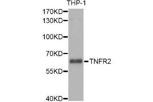 Western blot analysis of extracts of THP-1 cells, using TNFRSF1B antibody (ABIN5970451) at 1/1000 dilution. (TNFRSF1B antibody)