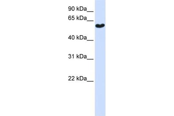 Synaptotagmin 3 antibody  (N-Term)