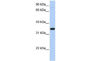 SLC44A3 antibody used at 1 ug/ml to detect target protein. (SLC44A3 antibody  (Middle Region))