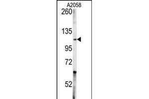 Western blot analysis of anti-ABL1 Antibody (Center) SP7694d in  cell line lysates (35 μg/lane). (ABL1 antibody  (AA 741-769))