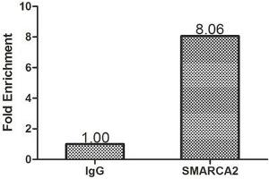 SMARCA2 anticorps  (AA 700-1216)