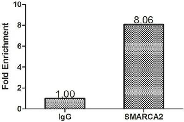 SMARCA2 antibody  (AA 700-1216)