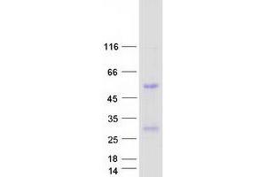 Western Blotting (WB) image for Interleukin 32 (IL32) (Transcript Variant 8) protein (Myc-DYKDDDDK Tag) (ABIN2723705)