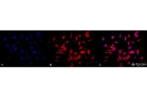 Immunocytochemistry/Immunofluorescence analysis using Rat Anti-HSF1 Monoclonal Antibody, Clone 4B4 . (HSF1 antibody  (AA 425-439) (HRP))