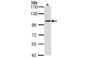 WB Image Sample (30 ug of whole cell lysate) A: Molt-4 , 7. (LARS2 antibody)
