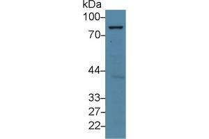 Western blot analysis of Human HeLa cell lysate, using Mouse AATF Antibody (5 µg/ml) and HRP-conjugated Goat Anti-Rabbit antibody (