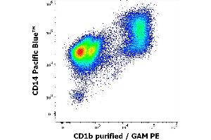 Flow cytometry multicolor surface staining pattern of human stimulated (GM-CSF + IL-4) peripheral blood mononuclear cells using anti-human CD1b (SN13) purified antibody (concentration in sample 9 μg/mL, GAM PE) and anti-human CD14 (MEM-15) Pacific Blue antibody (4 μL reagent per milion cells in 100 μL of cell suspension). (CD1b antibody)
