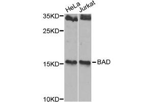 Western blot analysis of extracts of various cell lines, using BAD antibody. (BAD antibody)