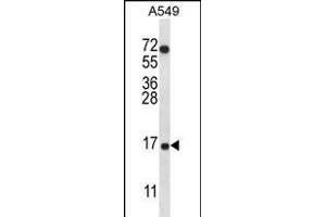 COX7A2L Antibody (Center) (ABIN656272 and ABIN2845583) western blot analysis in A549 cell line lysates (35 μg/lane).