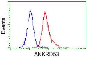 Image no. 3 for anti-Ankyrin Repeat Domain 53 (ANKRD53) (AA 1-300) antibody (ABIN1490723) (ANKRD53 antibody  (AA 1-300))