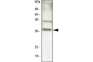 Western blot analysis. (CEBPB antibody  (N-Term))
