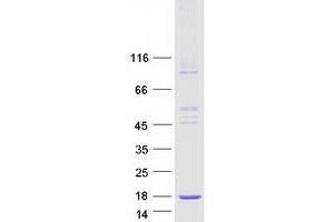LSM7 Protein (Myc-DYKDDDDK Tag)
