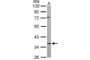 WB Image Sample (50 ug of whole cell lysate) A: Mouse brain 10% SDS PAGE antibody diluted at 1:1000 (PPP2R4 antibody  (Center))