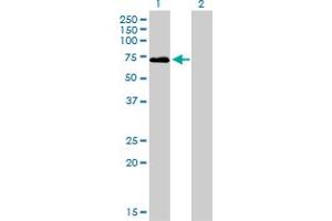 Western Blot analysis of F2 expression in transfected 293T cell line by F2 monoclonal antibody (M01), clone 1B7.