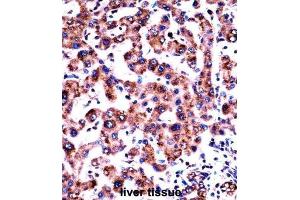 Immunohistochemistry (IHC) image for anti-Histamine Receptor H1 (HRH1) antibody (ABIN2997979) (HRH1 antibody)