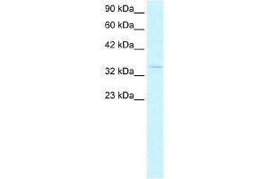 WB Suggested Anti-HEY1 Antibody  Titration: 2. (HEY1 antibody  (C-Term))
