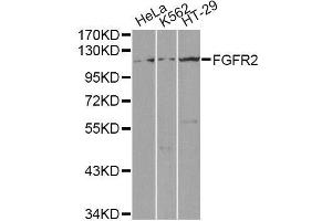 Western blot analysis of extracts of various cell lines, using FGFR2 antibody (ABIN5971103) at 1/1000 dilution. (FGFR2 antibody)