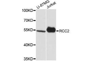 Western blot analysis of extracts of various cell lines, using RCC2 antibody. (RCC2 antibody  (AA 323-522))