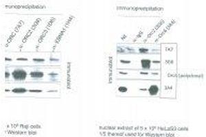 Image no. 1 for anti-Origin Recognition Complex, Subunit 6 (ORC6) antibody (ABIN108574) (ORC6 antibody)
