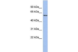 WB Suggested Anti-GTF2H1  Antibody Titration: 0. (GTF2H1 antibody  (Middle Region))