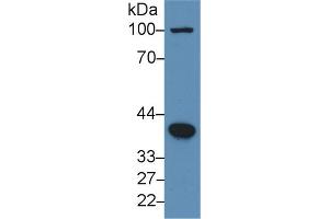 Western Blot; Sample: Human Hela cell lysate; Primary Ab: 3µg/ml Rabbit Anti-Human BMP2 Antibody Second Ab: 0.