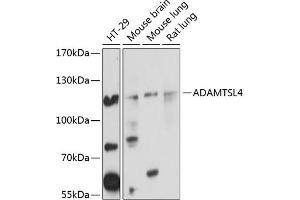 Western blot analysis of extracts of various cell lines, using  Antibody (ABIN6133083, ABIN6136547, ABIN6136548 and ABIN6220761) at 1:1000 dilution. (ADAMTSL4 antibody  (AA 795-1074))